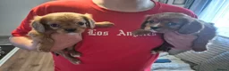 King Charles Spaniel dogs for sale: king charles cavalier pups READY NOW - Advert 1
