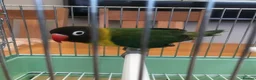 Lovebirds birds for sale: Lonely Black Masked Lovebird in Burton-on-Trent - Advert 2