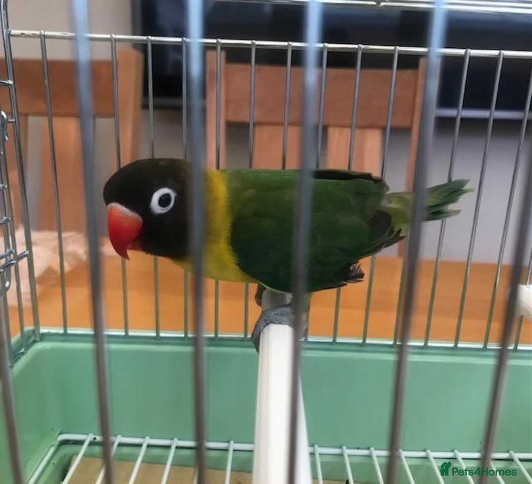 Lovebirds birds for sale: Lonely Black Masked Lovebird in Burton-on-Trent - Advert 2