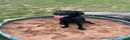 Labrador Retriever dogs for sale: Lab puppy for sale  - Advert 6