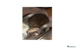 Ferret rodents for sale: 2 male ferrets 1 white and 1 black and brown  - Advert 1