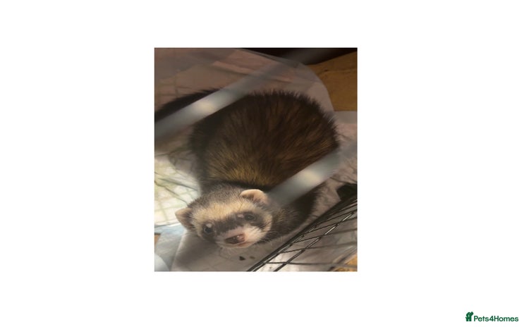 Ferret rodents 2 male ferrets 1 white and 1 black and brown  - Advert 1