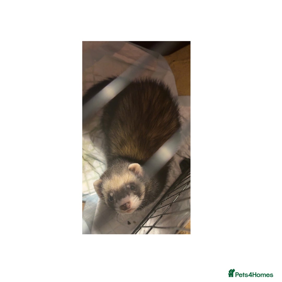 Ferret rodents for sale: 2 male ferrets 1 white and 1 black and brown  - Advert 1