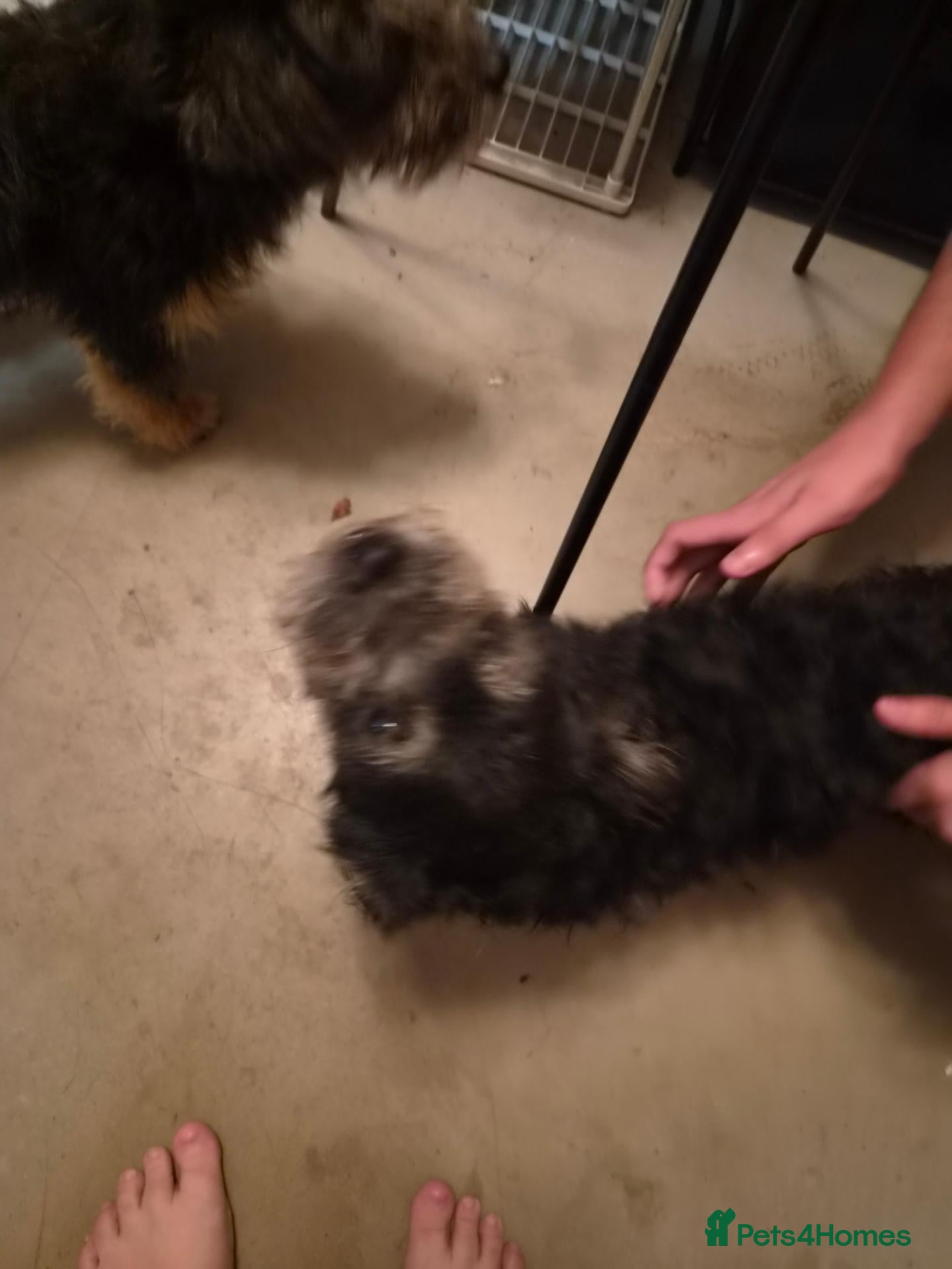 Mixed Breed dogs Woody and buzz - Advert 7
