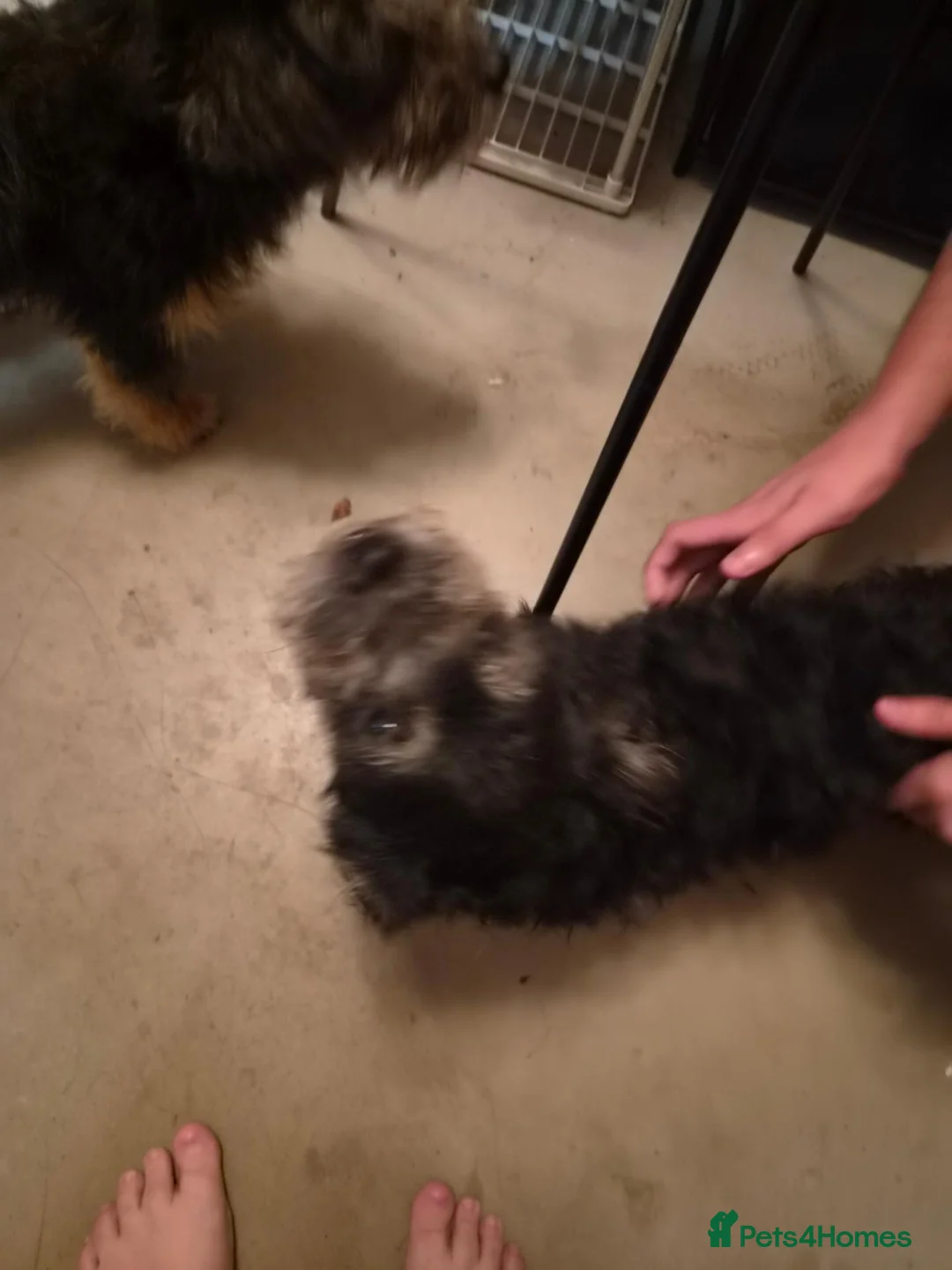 Mixed Breed dogs for sale: Woody and buzz in Cwmbran - Advert 1