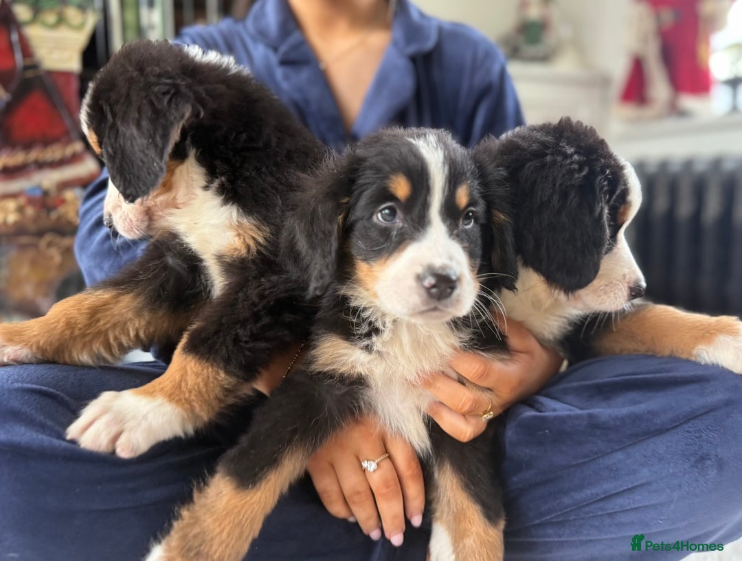 Bernese Mountain Dog dogs for sale: Bernese Mountain Dog Pups  - Advert 14