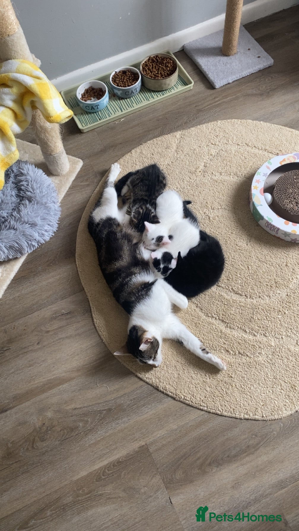 Mixed Breed cats for sale: Mixed breed female kittens - Advert 1