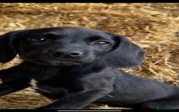 Springador dogs for sale: Black Springador Puppies - Image 6