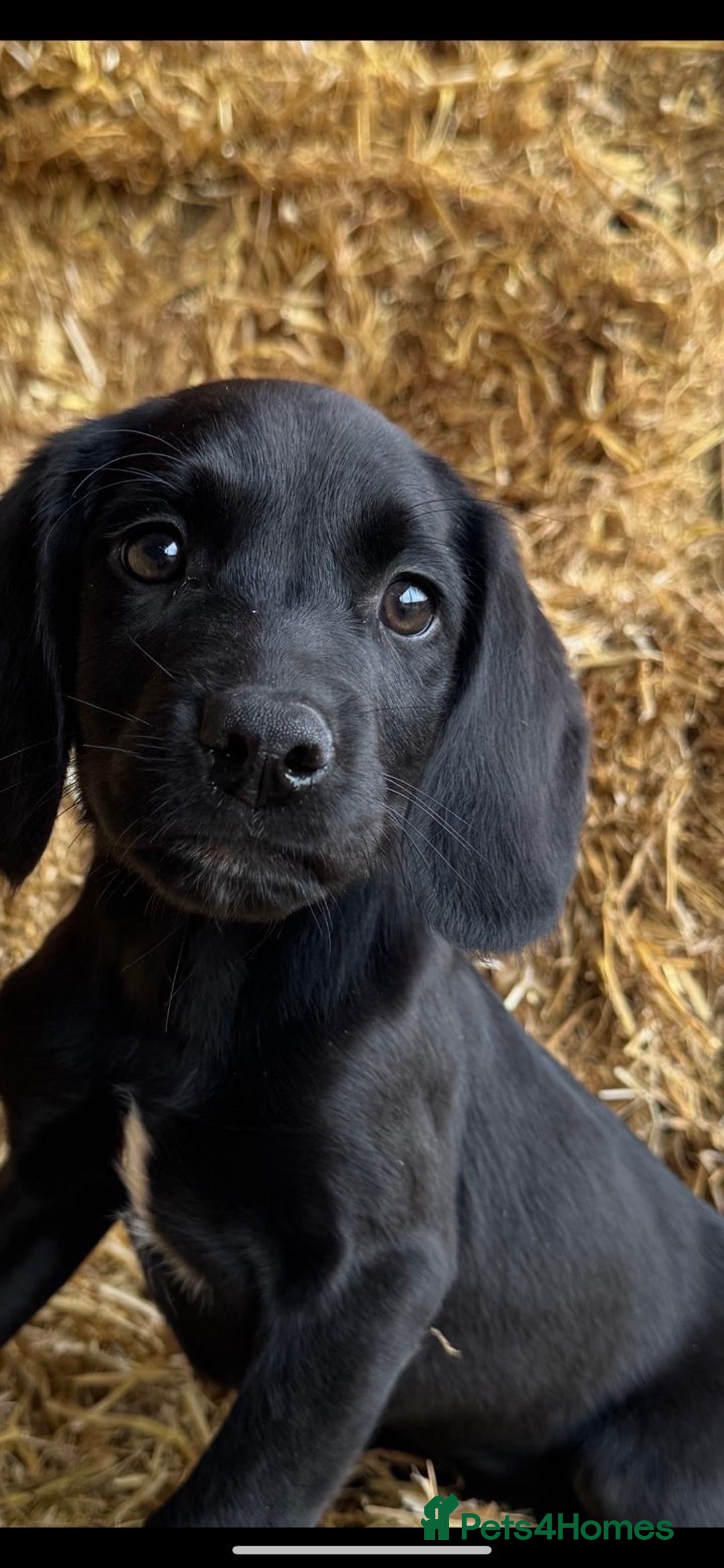 Springador dogs for sale: Black Springador Puppies - Image 6