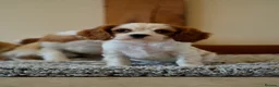 Cavalier King Charles Spaniel dogs for sale: ⭐️Cavalier King Charles puppies⭐️ - Advert 4