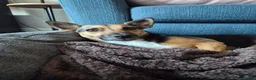 Jack Russell dogs for sale: Gus: Affectionate Jack Russell Seeks Loving Home - Advert 14
