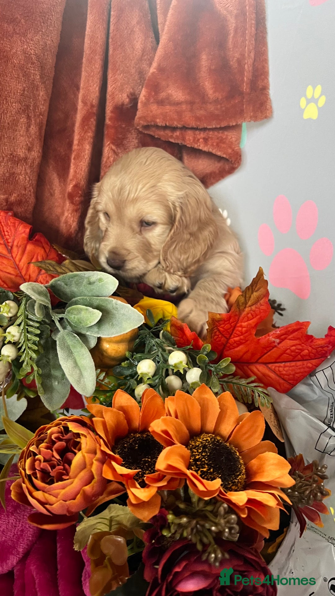 Mixed Breed dogs for sale: Adorable f2B Cockapoos  - Advert 12