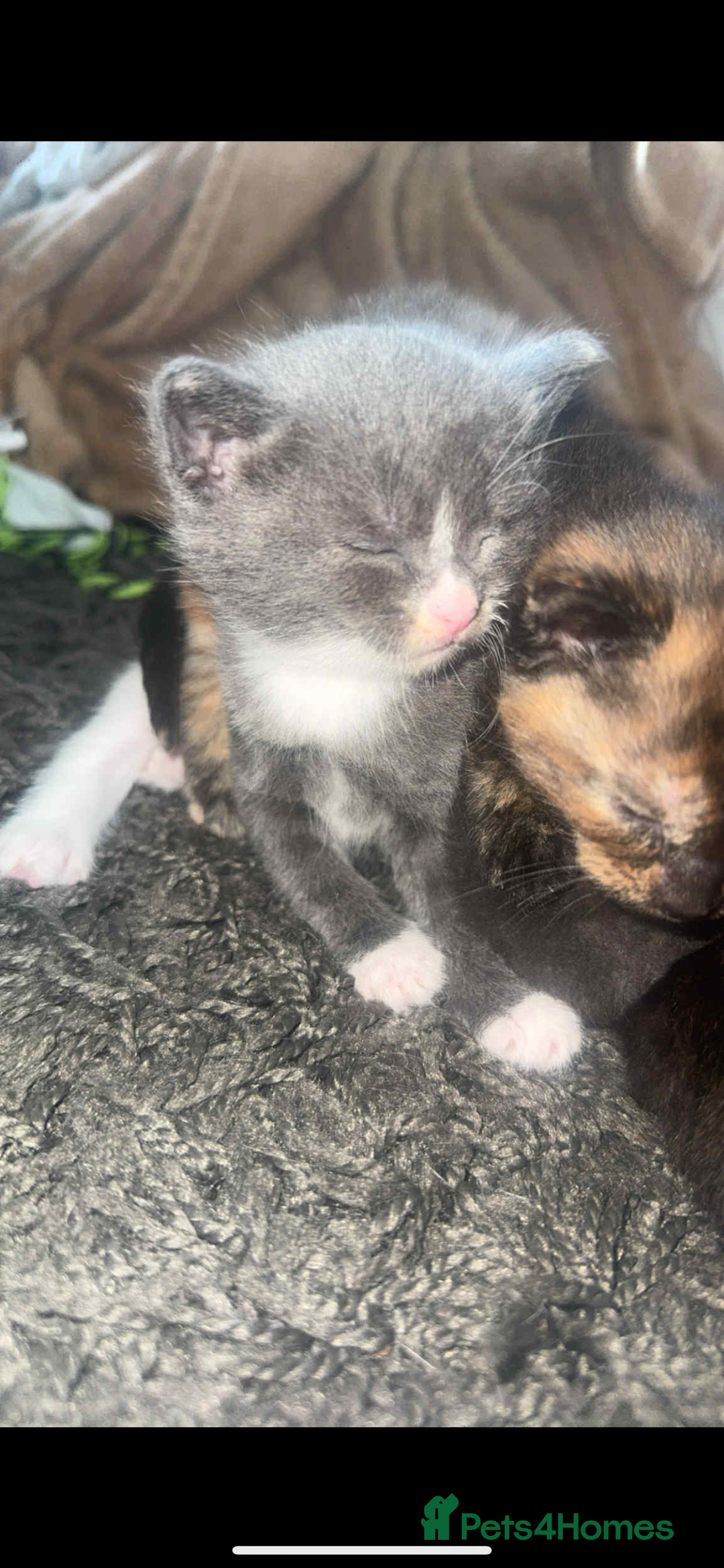 Mixed Breed cats for sale: Kittens  - Image 6