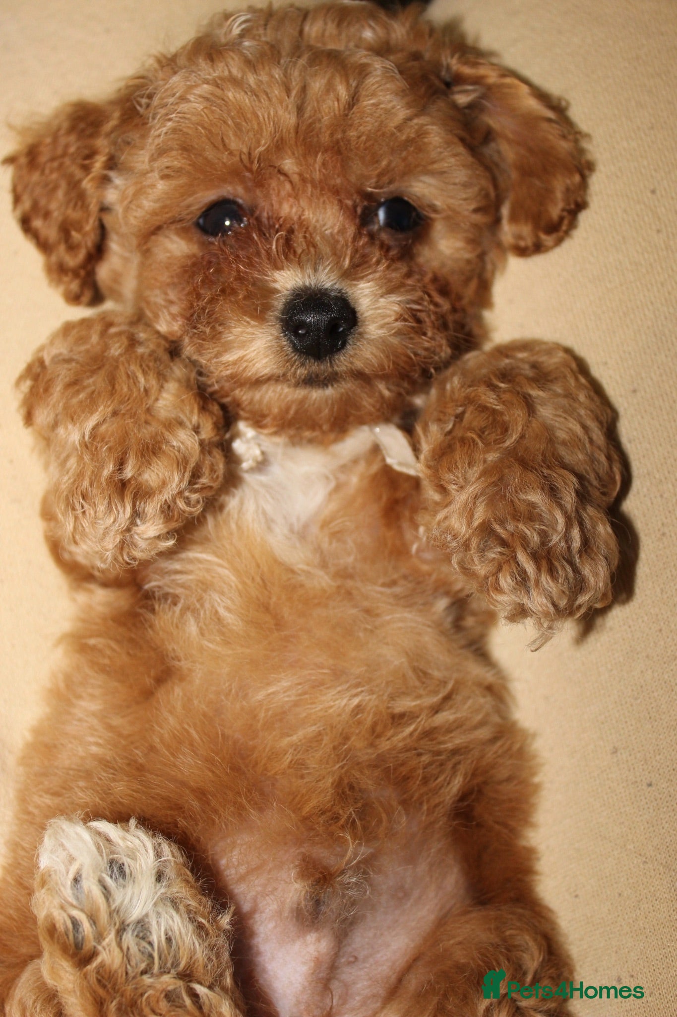 Bichon Frise dogs Poochon F1 puppies from Health Tested parents  - Advert 3
