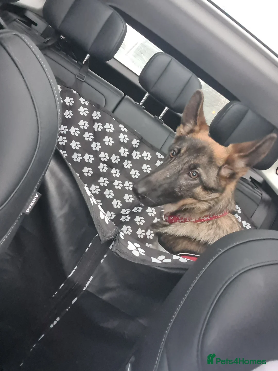 German Shepherd dogs for sale: 6 month old german shepherd for sale - Advert 3