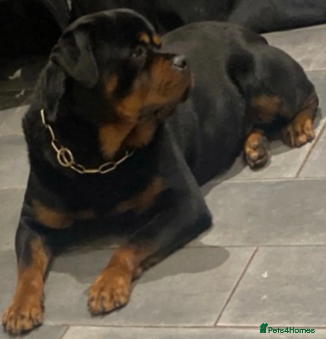 Rottweiler dogs for sale: Nice big chunky block head rottweilers  - Advert 2