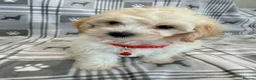 Maltipoo dogs for sale: Happy,loving affectionate Health Tested Maltipoo’s - Advert 18