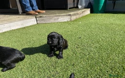 Cocker Spaniel dogs for sale: Beautiful working Cocker spaniel puppies  - Image 6