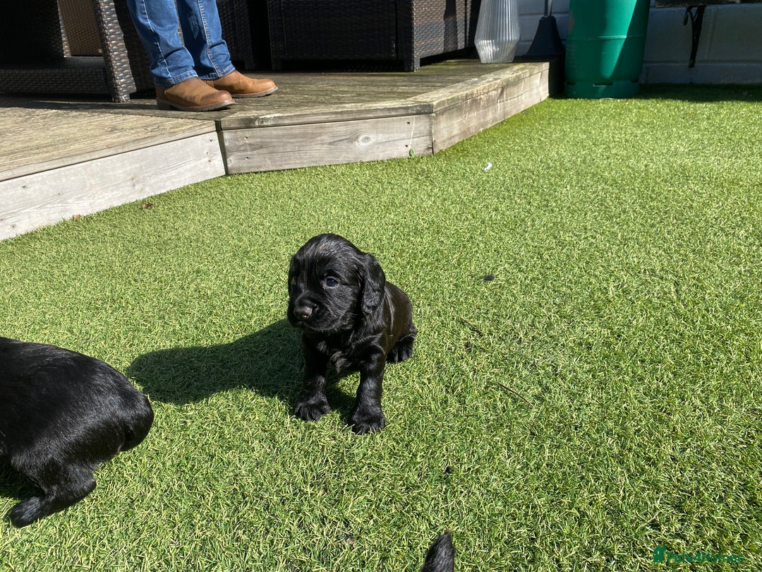 Cocker Spaniel dogs for sale: Beautiful working Cocker spaniel puppies  - Image 6