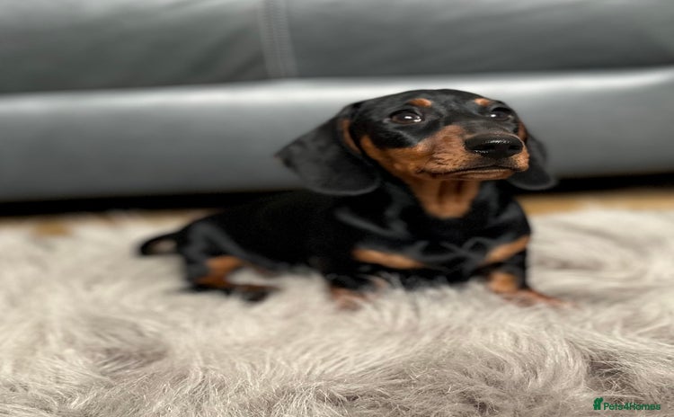 Miniature Dachshund dogs - Advert 15