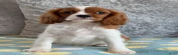 Cavalier King Charles Spaniel dogs for sale: Exquisite Cavalier Pups DNA Clear - Advert 5