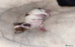 Jack Russell dogs for sale: Beautiful jackrussels pup - Image 8