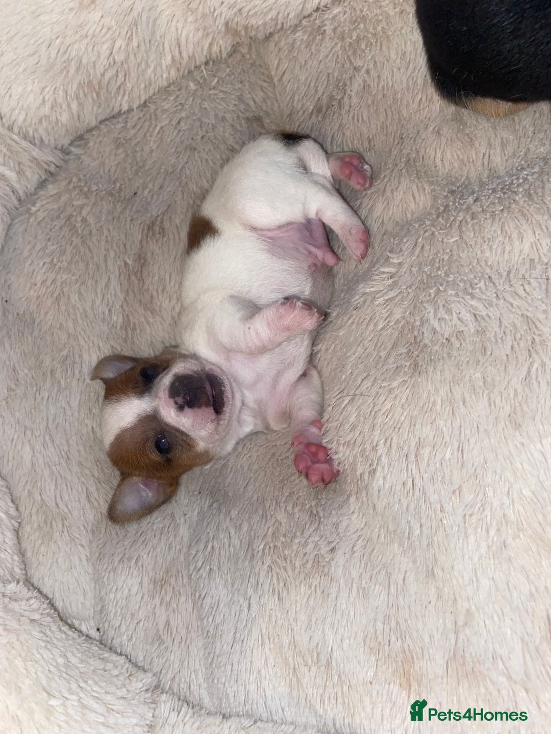 Jack Russell dogs for sale: Beautiful jackrussels pup - Image 8