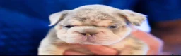 French Bulldog dogs for sale: Fluffy  **  French Bulldogs Puppy - Advert 28