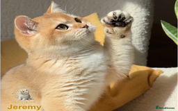 British Shorthair cats for sale: World Class Golden BSH/BLH Chinchilla, Shaded & CP - Image 3