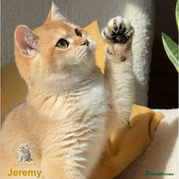 British Shorthair cats World Class Golden BSH/BLH Chinchilla, Shaded & CP - Advert 3