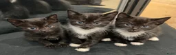 Bengal cats for sale: Stunning bengal x kittens  - Advert 10