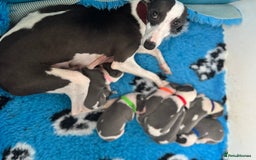 Whippet dogs for sale: Beautiful Blue and White Parti Puppies  - Image 2