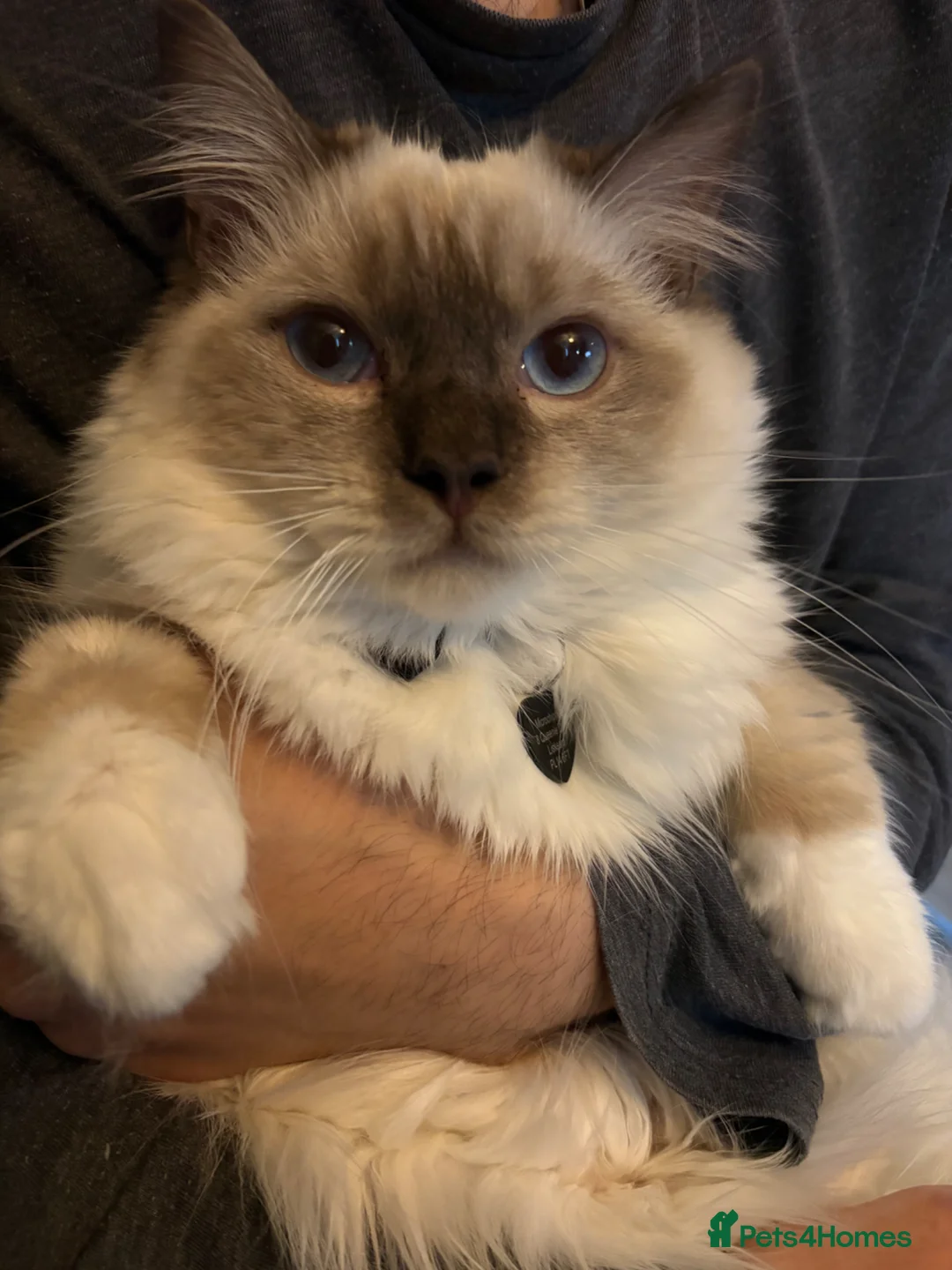 Ragdoll cats for sale: TICA registered chocolate mitted ragdoll - Advert 2