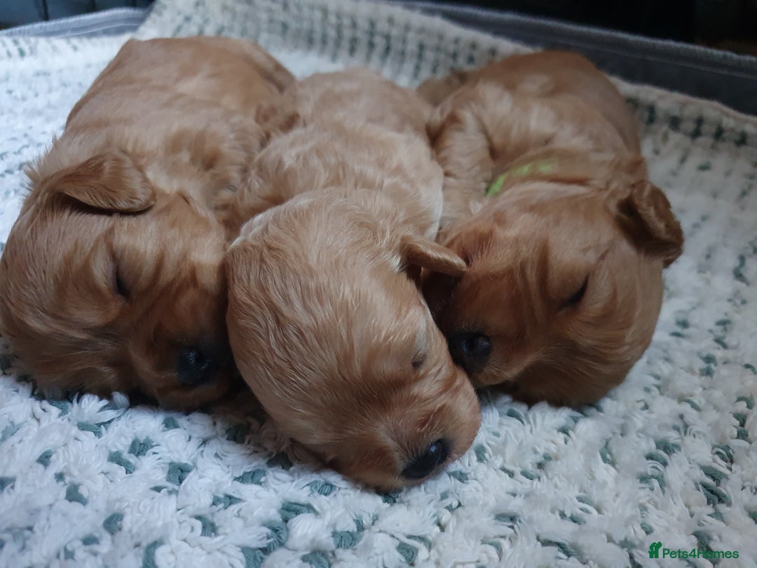 Mixed Breed dogs for sale: Beautiful red and fawn colour Cavapoochons pups - Advert 25