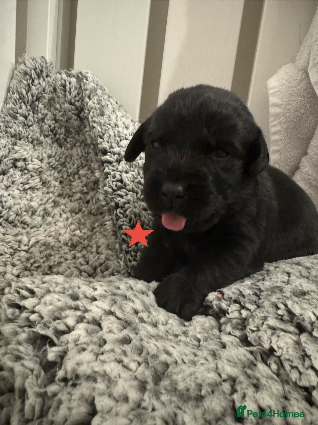 Labrador Retriever dogs for sale: Labrador Puppies – Licensed Breeder - Advert 28