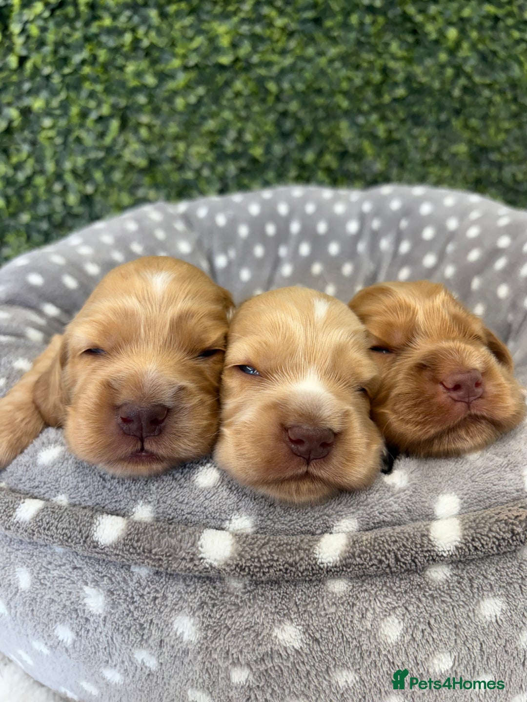 Cocker Spaniel dogs for sale: 🧡🤎 Show Cocker Spaniel Puppies For Sale - Image 4