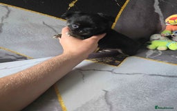 Chihuahua dogs for sale: 3 Adorable little princes chihuahua puppies - Image 14
