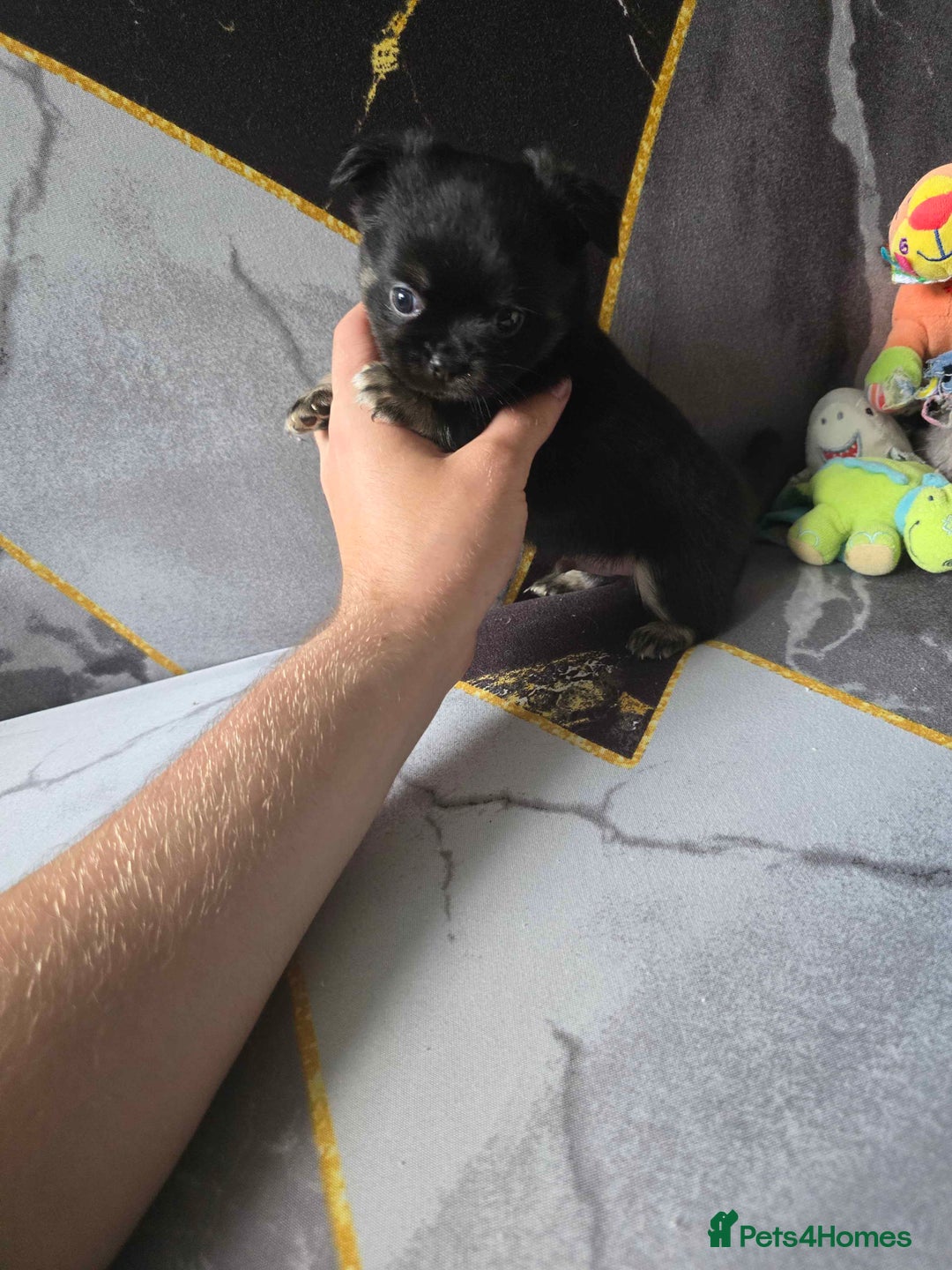 Chihuahua dogs for sale: 3 Adorable little princes chihuahua puppies - Image 14