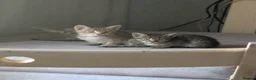 British Shorthair cats for sale: British short hair Savannah X  - Advert 7