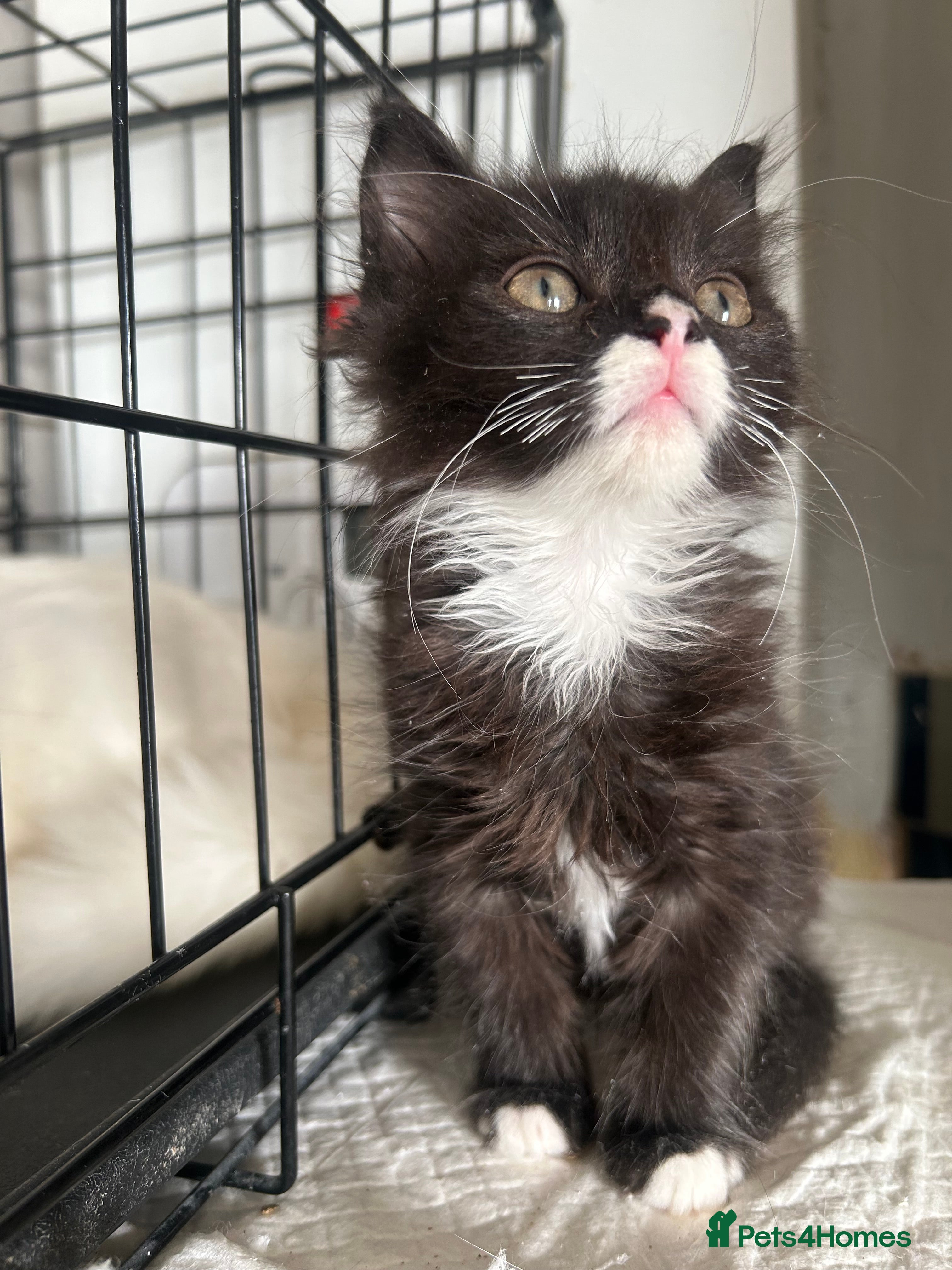 Mixed Breed cats  Kittens forSaleBritishLonghair & TurkishAngoraMix - Advert 2