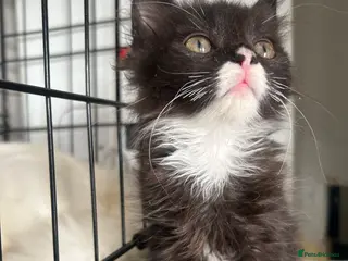 Mixed Breed cats Kittens forSaleBritishLonghair & TurkishAngoraMix - Advert 3