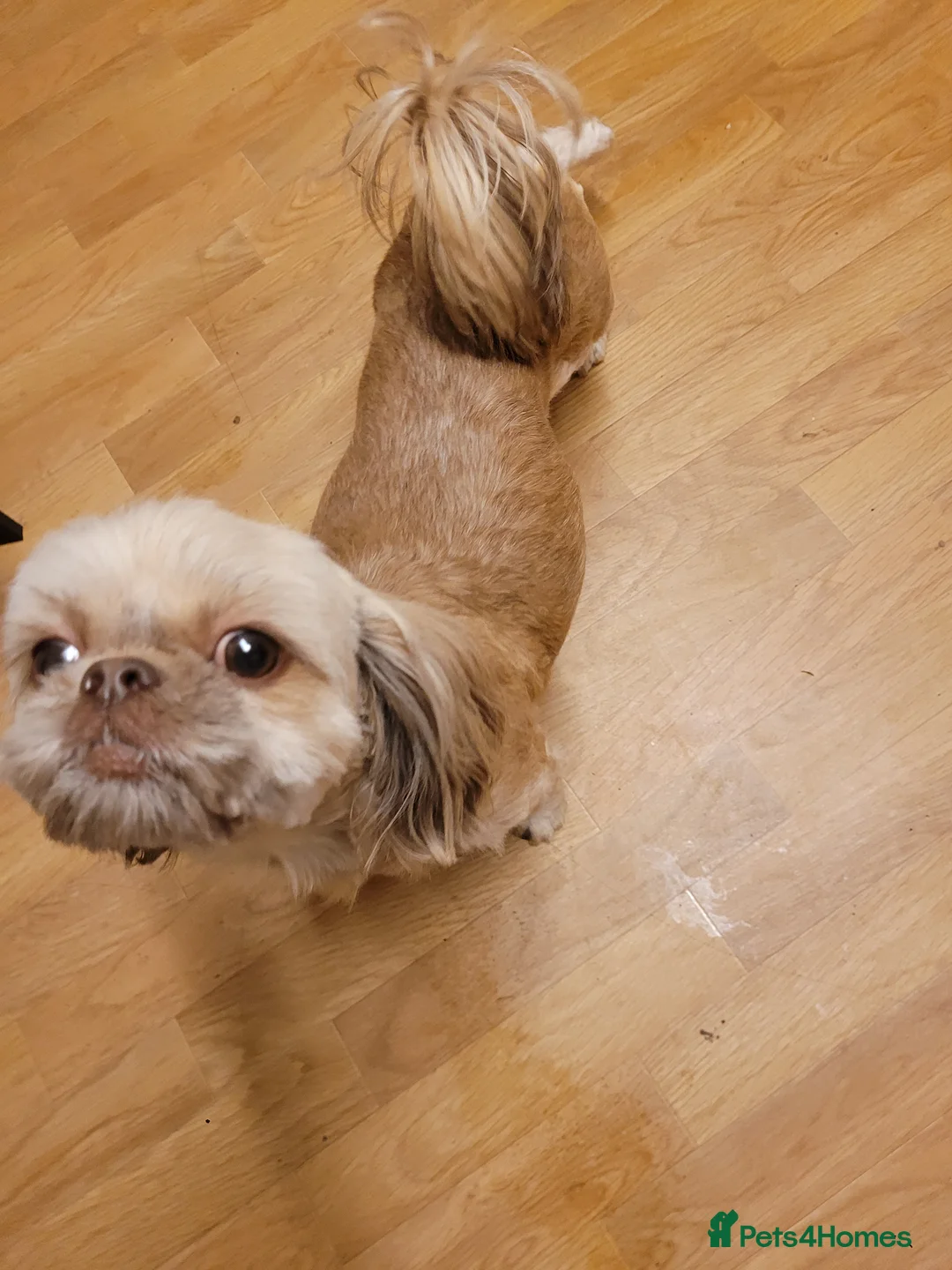 Shih Tzu dogs for sale: Imperial shih tzu puppies - Advert 1