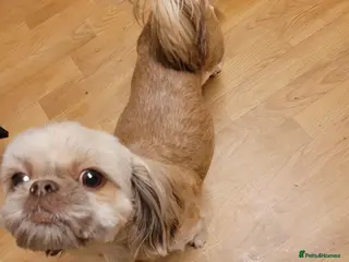 Shih Tzu dogs Imperial shih tzu puppies - Advert 5