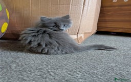 Mixed Breed cats for sale: Fluffy Blue British Shorthair Mix Female Kitten - Image 4