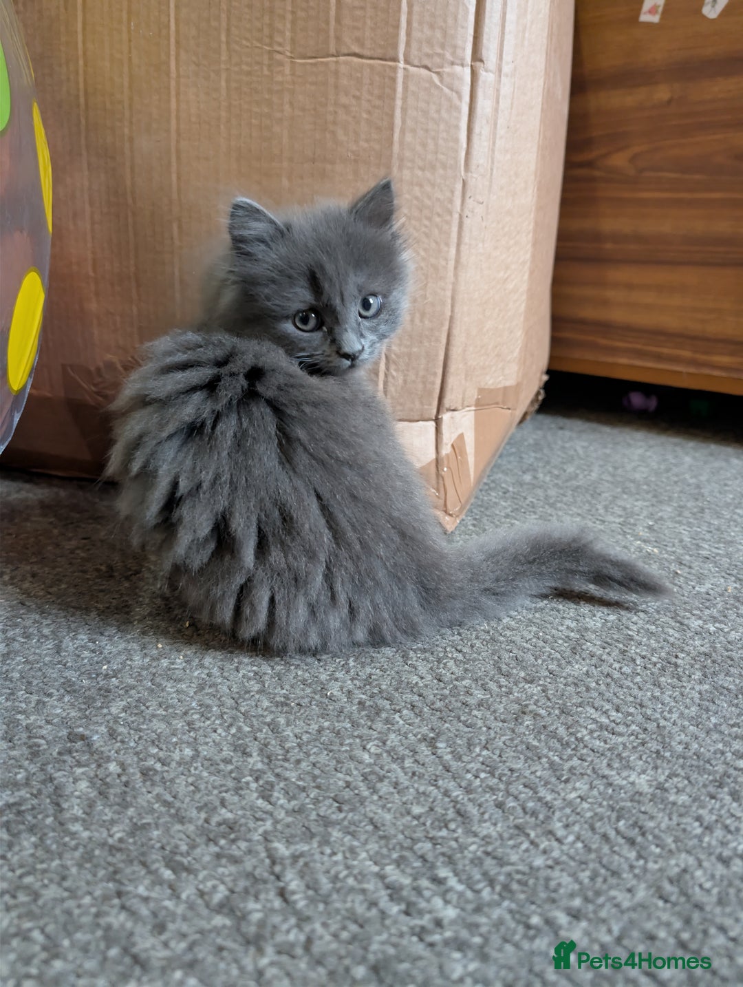 Mixed Breed cats for sale: Fluffy Blue British Shorthair Mix Female Kitten - Image 4