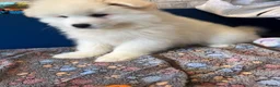 Samoyed dogs for sale: 🐾puppies are ready for new happy homes🐾 - Advert 8