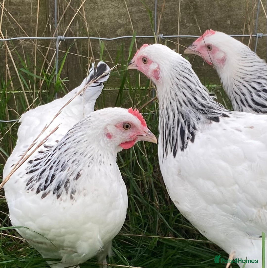 Chickens poultry for sale: Light Sussex  - Advert 2