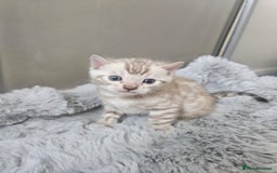 Bengal cats for sale: Lovely bengal kittens(Tica reg.)😍 - Image 14