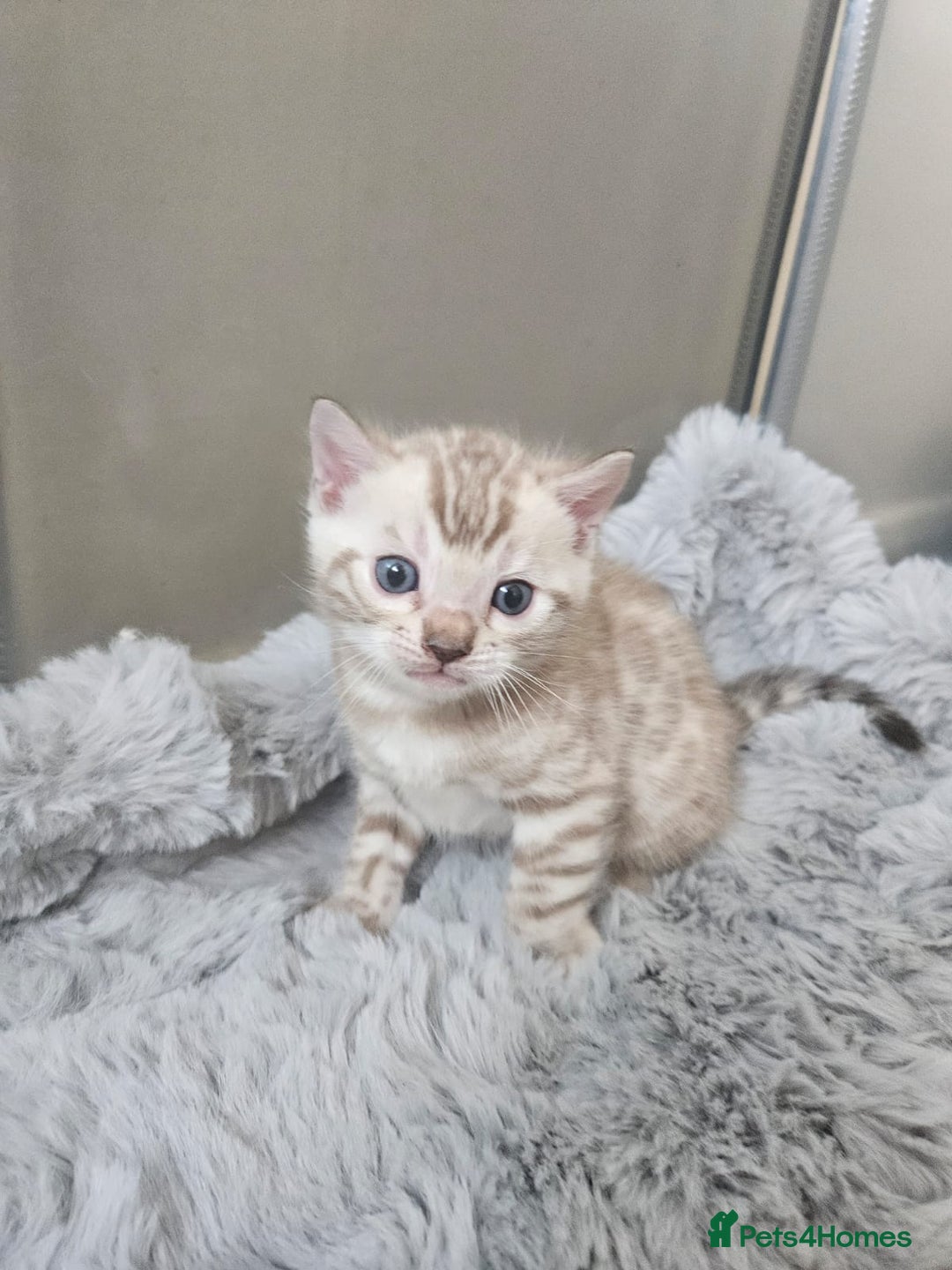 Bengal cats for sale: Lovely bengal kittens(Tica reg.)😍 - Image 14