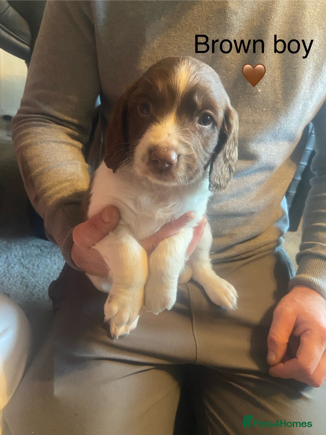 English Springer Spaniel dogs for sale: Springer spaniel puppies  - Advert 7